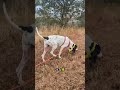 お尻で捕食者の頭を潰す動物