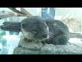 空辺の庭 Skyside Garden／コツメカワウソ (アトア átoa) 2021年10月30日