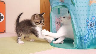 Cute kittens fighting over the tent on the steps