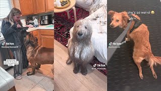 Don’t Get a Dog They Said  They Should Watch This Video