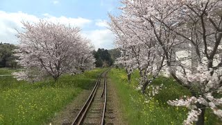 4K cab view  Cherry & Rape blossoms!Beautiful spring Isumi Line Ohara to Kazusanakano,Chiba pref,JP