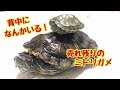 ２匹のミドリガメ