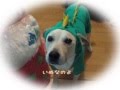 【ひめぽん】 わたし、犬、いぬ 【犬だったらしい】