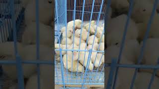 Baby chicks/Rs. 50/- each/on bicycle🙏🤲
