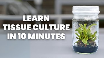 Tissue Culture Beginner