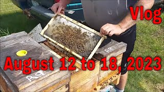 ⏱ Vlog August 12 to 18-That Bee Man