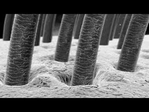 human hair under microscope 1000x