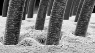 hair under  microscope human hair under microscope