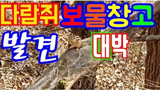 [자연 이슈] #다람쥐 #초 자연 #보물창고 Squirrel treasure house