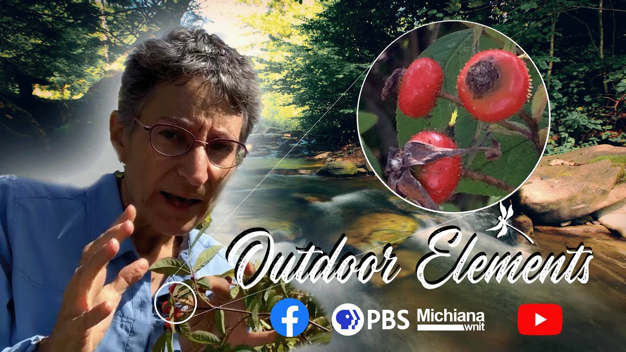 Outdoor Elements | Rose Hips