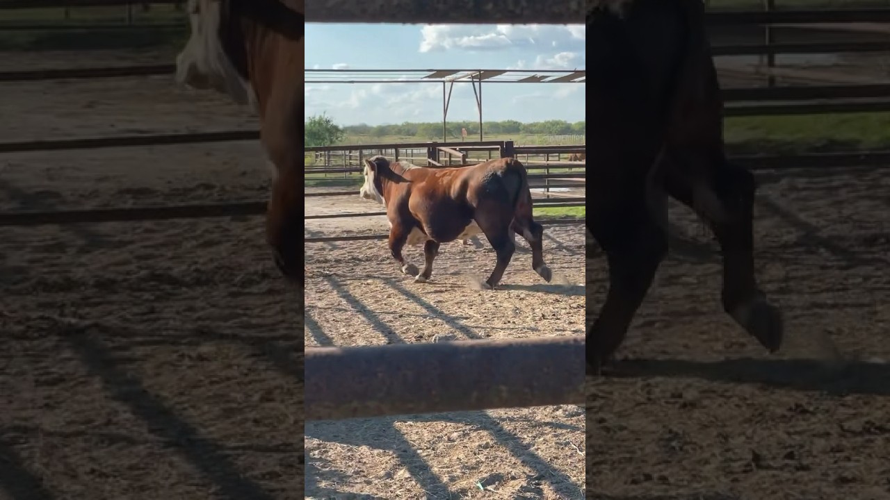 Large Abscess all over the body 