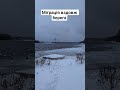 Маятникова міграція лебедів )