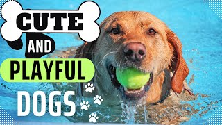 Adorable Puppies and Playful Dogs: A Heartwarming Compilation
