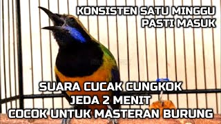 SUARA CUCAK CUNGKOK ADA JEDA, MASTERAN BURUNG TERBAIK