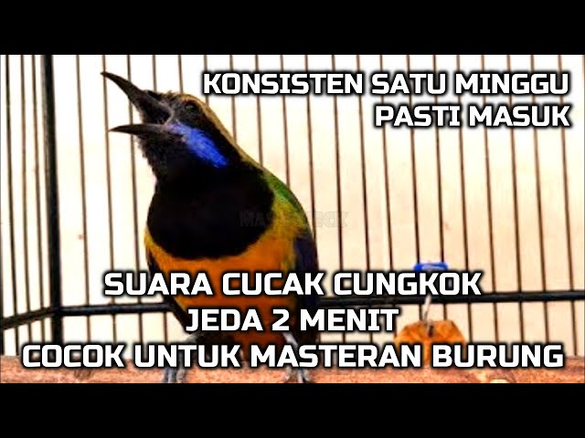 SUARA CUCAK CUNGKOK ADA JEDA, MASTERAN BURUNG TERBAIK class=