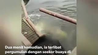 NGERI! detik detik pawang diterkam buaya