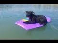 Mya staffie 4 mois balade au lac de st cassien