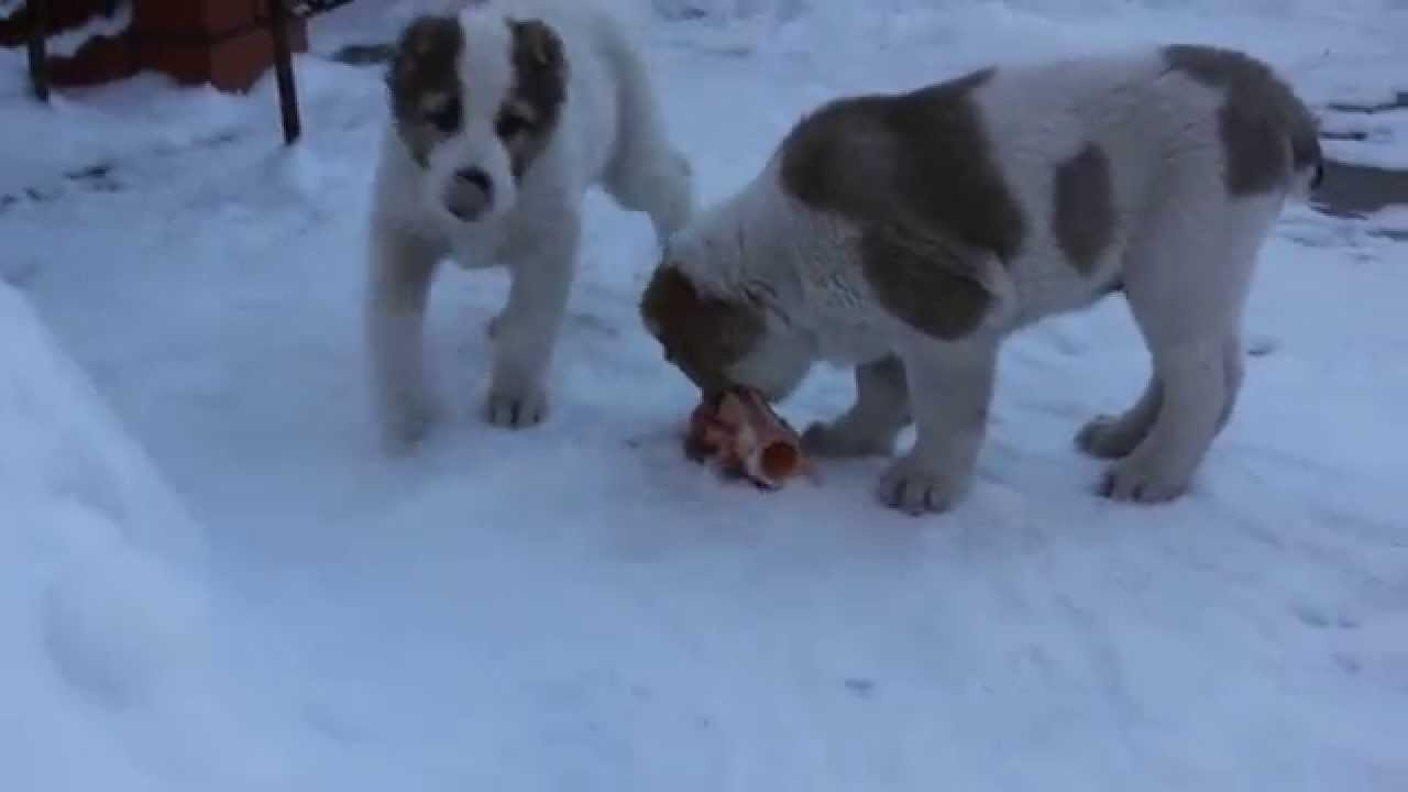 Фото Щенка Алабая 1 Месяц