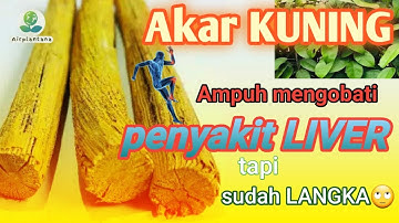 AKAR KUNING, TUMBUHAN AMPUH MENGOBATI BERBAGAI PENYAKIT SPRT LIVER, DIABETES, DLL, TAPI SUDAH LANGKA