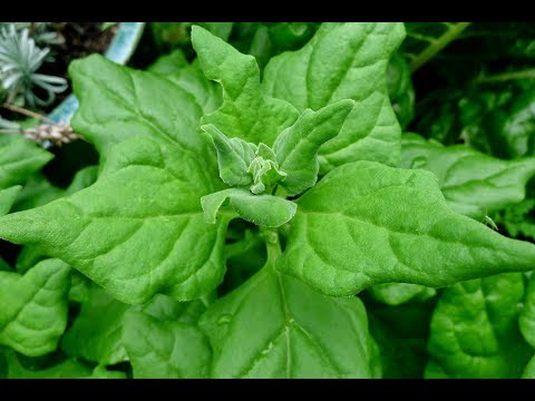 Video: New Zealand Spinach