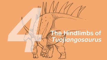 Qichuan the Tuojiangosaurus 4: The Hindlimbs | Learn to Draw Dinosaurs with ZHAO Chuang