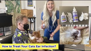 Cat Ear infection | Famous Maine Coons ears cleaned with Zymox