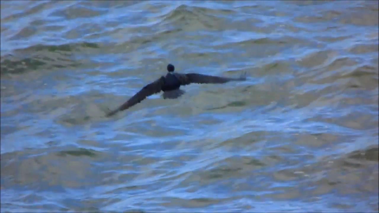 Cormorán moñudo en vuelo / European shag flying (Phalacrocorax