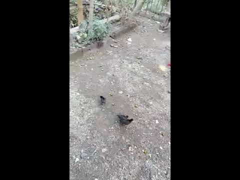 mga alaga nmin na manok at pabo