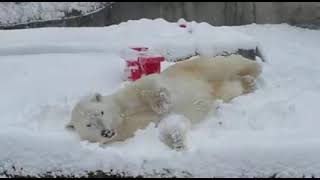 Blizzard the polar bear enjoys a snow day