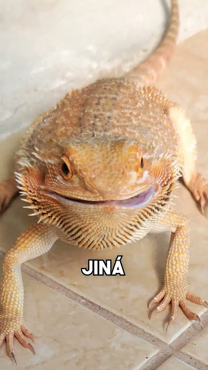 ASPOŇ SE DÁ UPLATIT #fyp#adela#agama#chov#chovatel#teraristika#priroda#cz#czech#sokolik