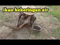 JALA IKAN NILA DAPAT BANYAK, KEMARAU KEKERINGAN AIR