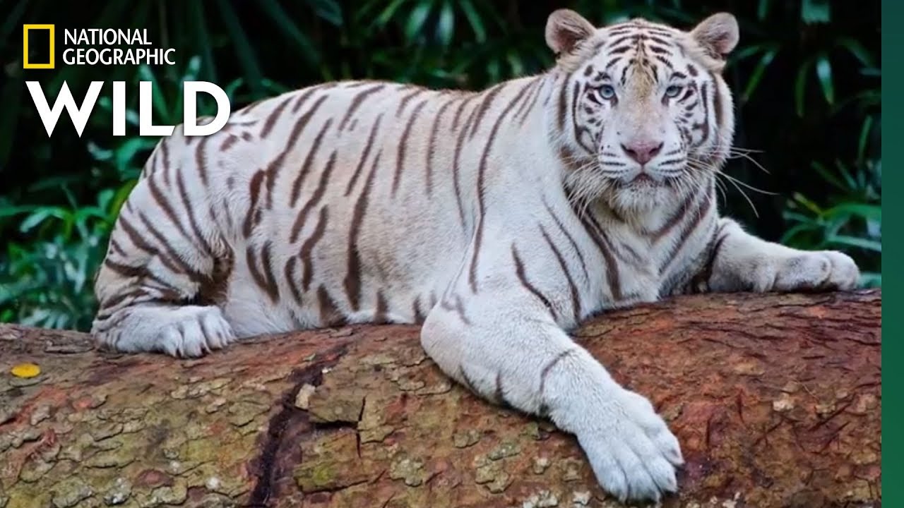 ⁣Global Tiger Day: See Why These Cats Earned Their Stripes | Nat Geo Wild
