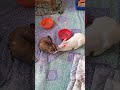 Rabbit winter care. #pet #bunny #rabbit #shorts #shortsfeed #trending