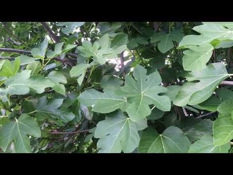 Fig Figs Tress - มะเดื่องฝรั่ง ผลไม้มหัศจรรย์ ดีต่อสุขภาพ  August 25, 2021