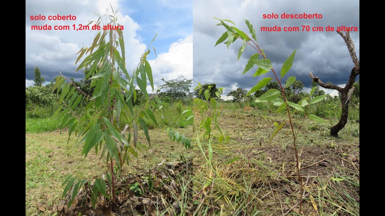 Solo coberto e plantios adensados, casa e comida dos microrganismos.