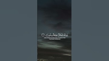 (سورة : النحل) (القارئ : ياسر الدوسري)