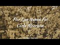 Carla Morrison | Flor que nunca fuí