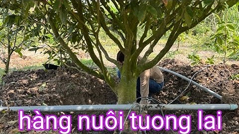 Gốc trực búp măng thành phẩm giá rẻ ☎️Diễm 0835898900(15/12)@.com.vn