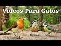 Videos Para Gatos - TV y Musica Para Gatos = La Música De La Naturaleza