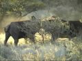 Spectacular Buffalo fight,Mokala, South Africa