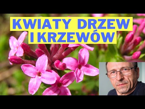 Wideo: Drżąca topola (osika pospolita): opis, zdjęcie