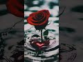 Happy rose day  youtube smartphone prasadvlogs love lovestatus loveday february