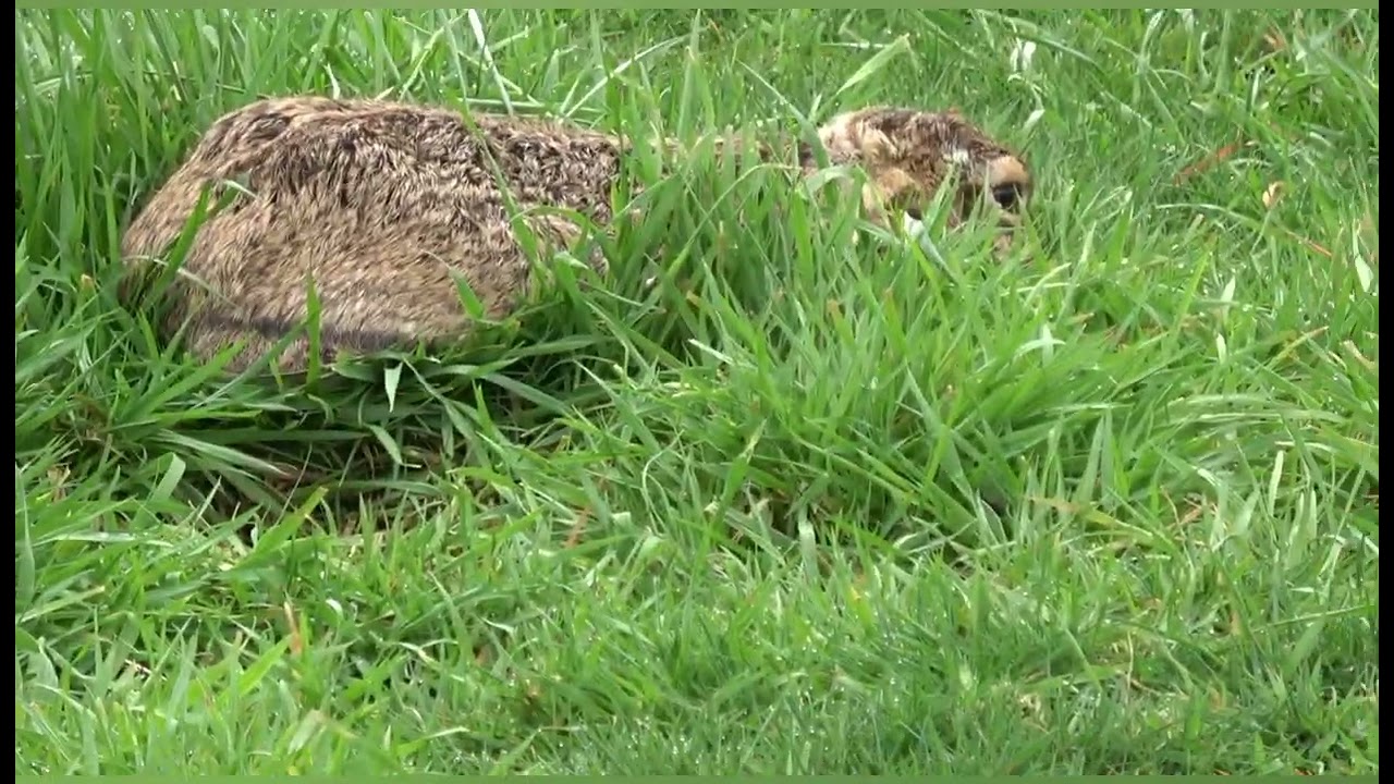 galgos Villarrica 2023 (los arreadores Del sur 😂)