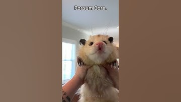 Possum core🥰🥰#opossum #opossumsoftiktok #core #animals #funny #funnyanimals #cuteanimals #foryour