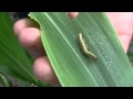 Armyworm in Corn and Wheat