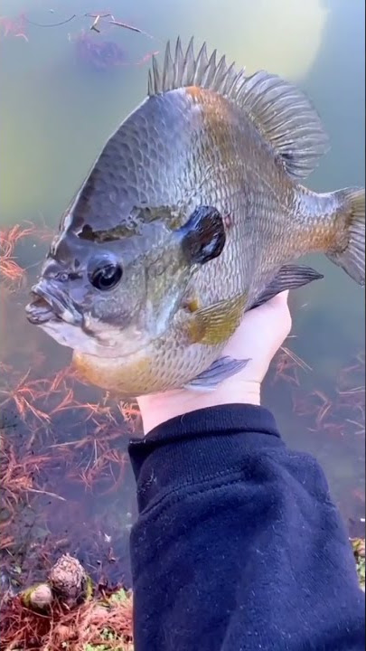 Holy fish fry Batman ! #fishing #shorts #youtubeshorts 🤣🤣
