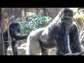 Silverback gorilla & his daughter poke and sniff each other. #3/5 UENO ZOO 上野動物園ゴリラ（0175）
