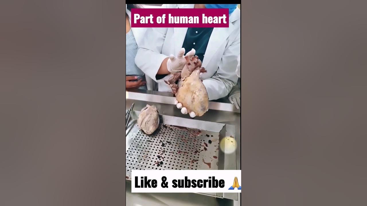 how-does-a-real-heart-look-like-ytshorts-youtubeshorts-trending