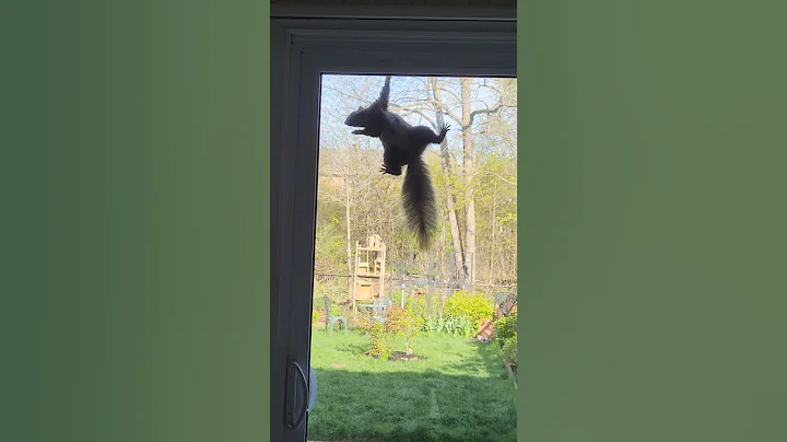 Watch the video about Unexpected visitors #cat #catlover #cute #squirrel #petlover #funny #wildlife
