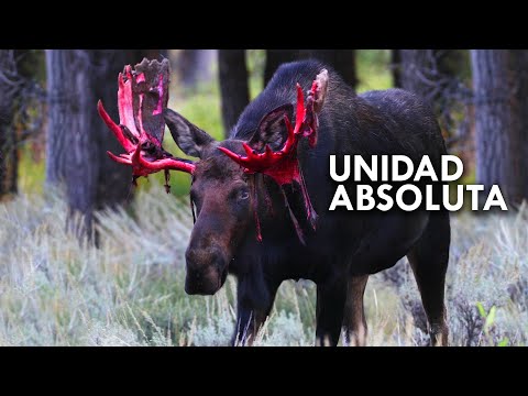 los ALCES son UNIDADES ABSOLUTAS hqdefault